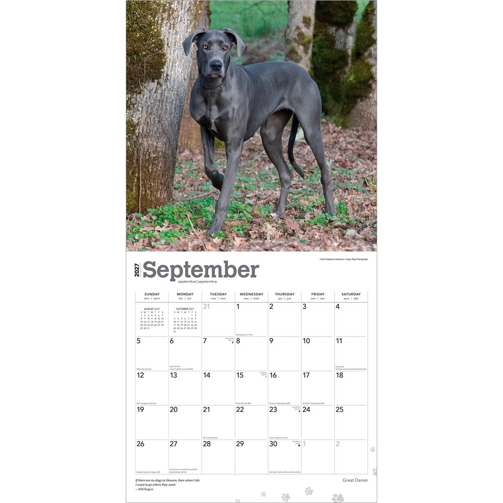 Great Danes | 2027 12 x 24 Inch (Hanging) Monthly Square Wall Calendar