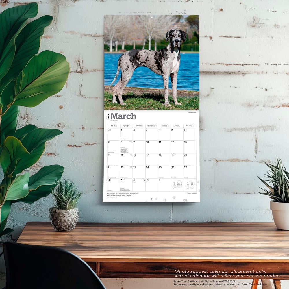 Great Danes | 2027 12 x 24 Inch (Hanging) Monthly Square Wall Calendar