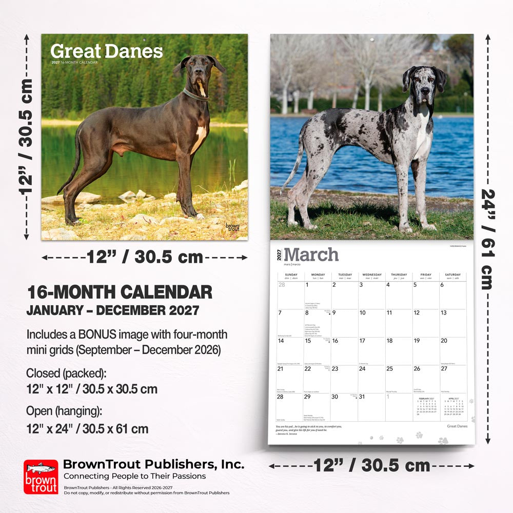 Great Danes | 2027 12 x 24 Inch (Hanging) Monthly Square Wall Calendar