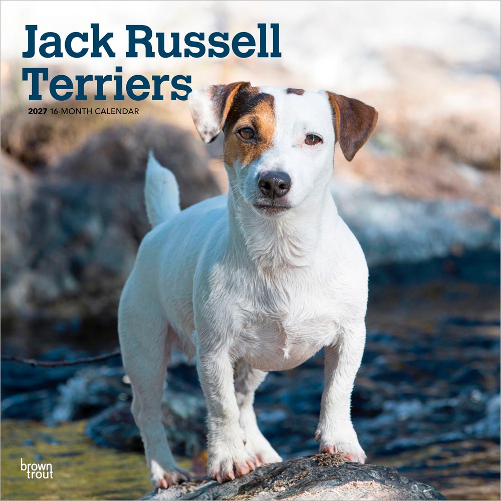 Jack Russell Terriers | 2027 12 x 24 Inch (Hanging) Monthly Square Wall Calendar