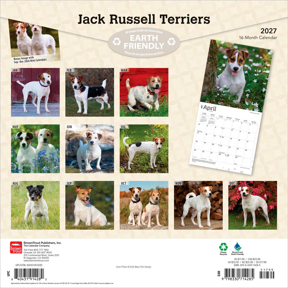 Jack Russell Terriers | 2027 12 x 24 Inch (Hanging) Monthly Square Wall Calendar