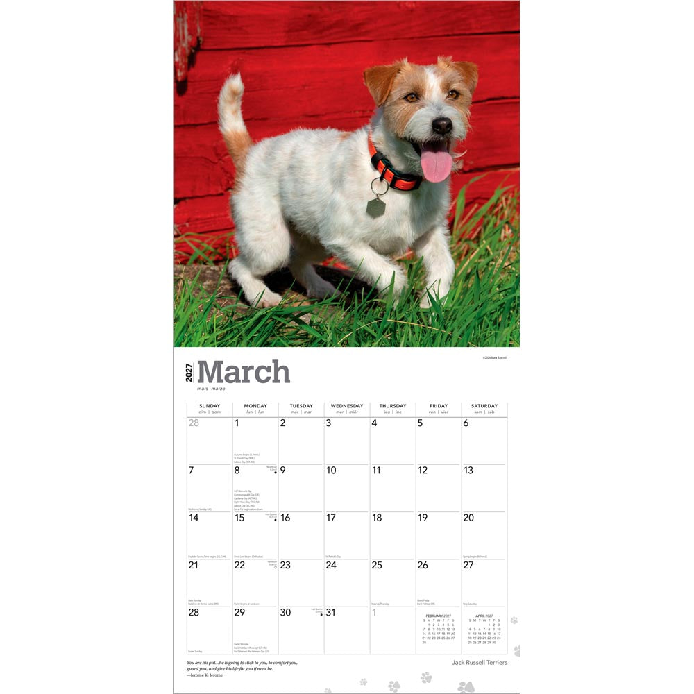 Jack Russell Terriers | 2027 12 x 24 Inch (Hanging) Monthly Square Wall Calendar