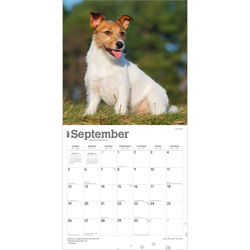 Jack Russell Terriers | 2027 12 x 24 Inch (Hanging) Monthly Square Wall Calendar