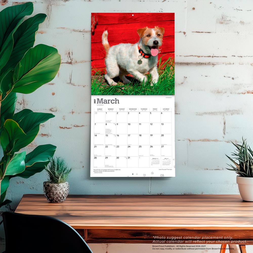 Jack Russell Terriers | 2027 12 x 24 Inch (Hanging) Monthly Square Wall Calendar