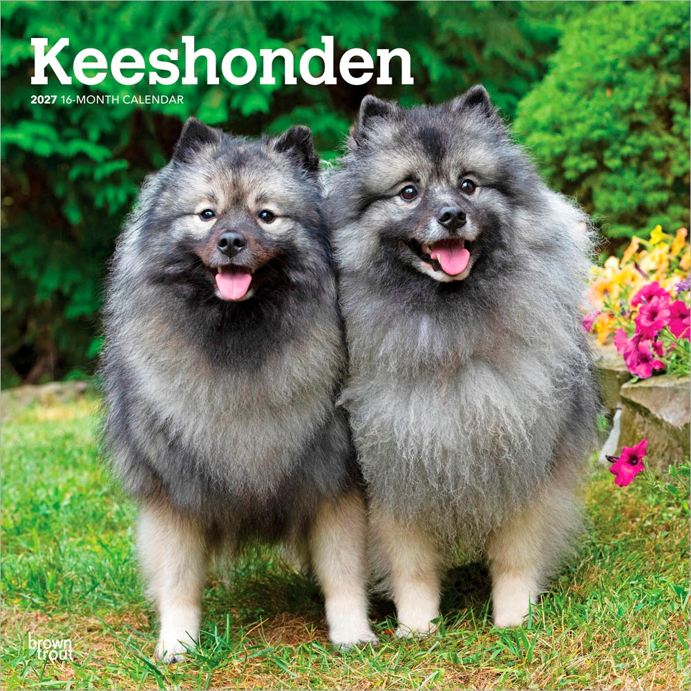 Keeshonden | 2027 12 x 24 Inch (Hanging) Monthly Square Wall Calendar