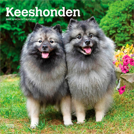 Keeshonden | 2027 12 x 24 Inch (Hanging) Monthly Square Wall Calendar