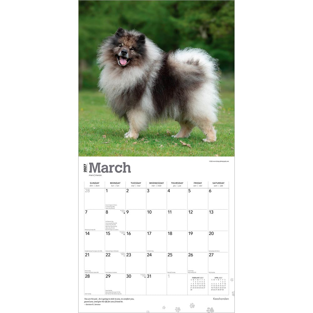 Keeshonden | 2027 12 x 24 Inch (Hanging) Monthly Square Wall Calendar