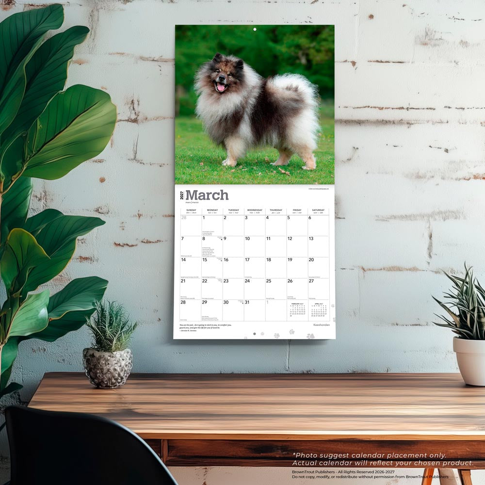 Keeshonden | 2027 12 x 24 Inch (Hanging) Monthly Square Wall Calendar