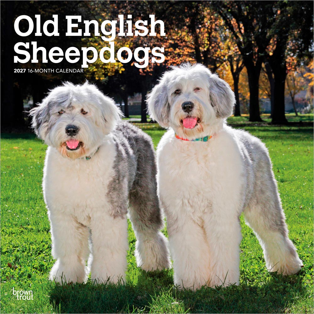 Old English Sheepdogs | 2027 12 x 24 Inch (Hanging) Monthly Square Wall Calendar