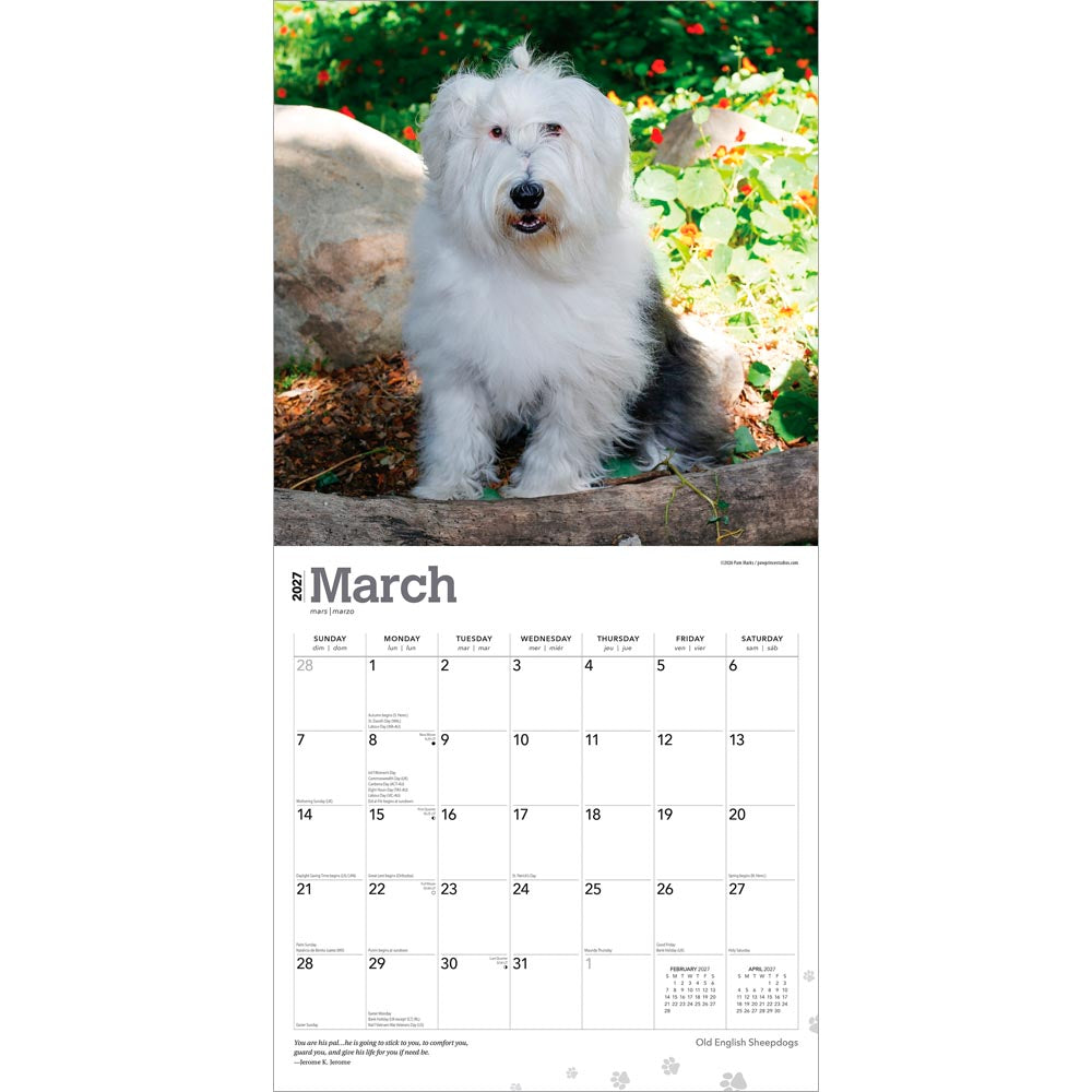 Old English Sheepdogs | 2027 12 x 24 Inch (Hanging) Monthly Square Wall Calendar