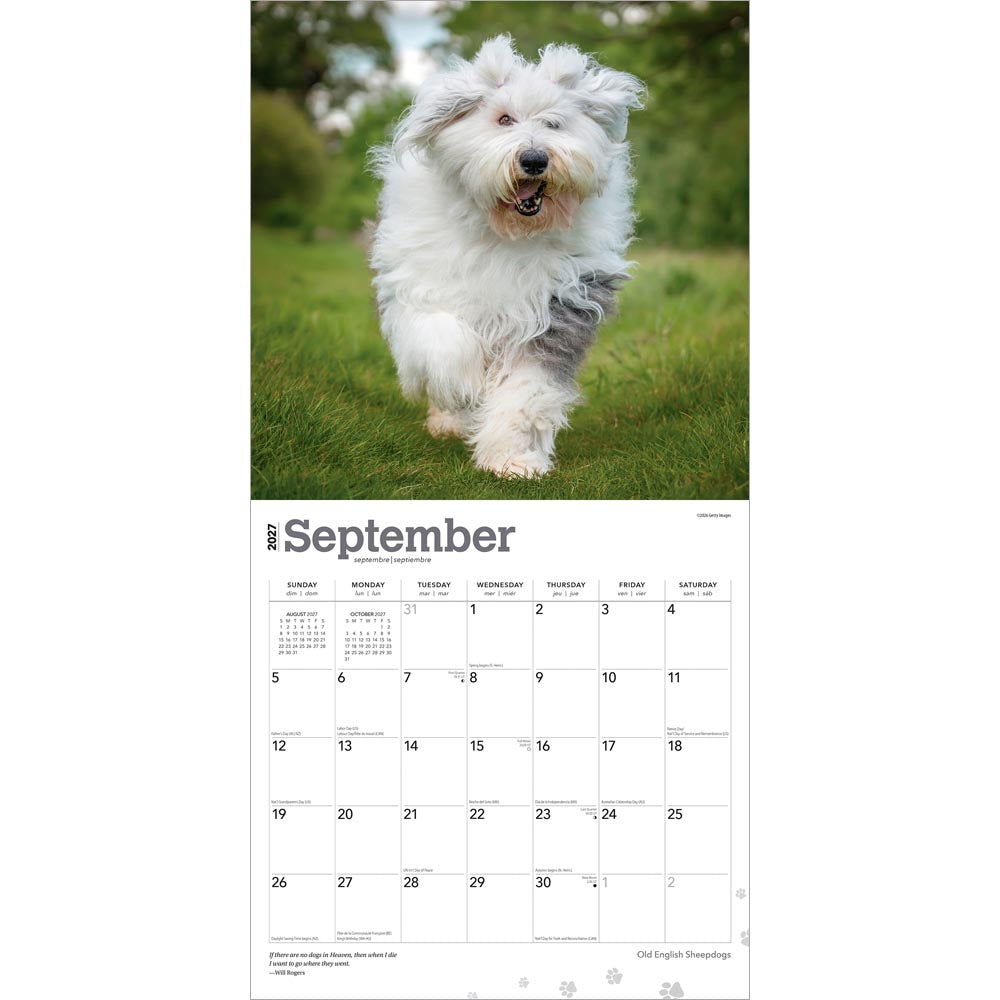 Old English Sheepdogs | 2027 12 x 24 Inch (Hanging) Monthly Square Wall Calendar