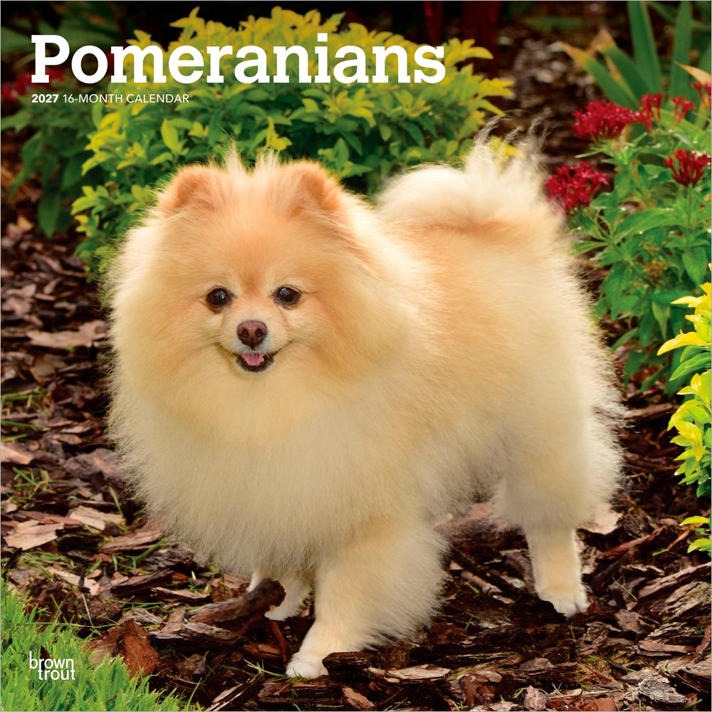 Pomeranians | 2027 12 x 24 Inch (Hanging) Monthly Square Wall Calendar