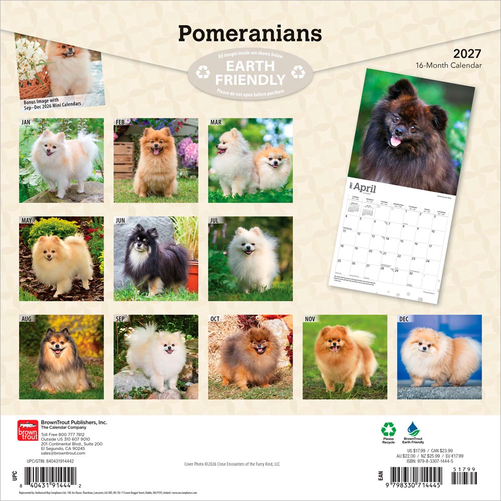 Pomeranians | 2027 12 x 24 Inch (Hanging) Monthly Square Wall Calendar
