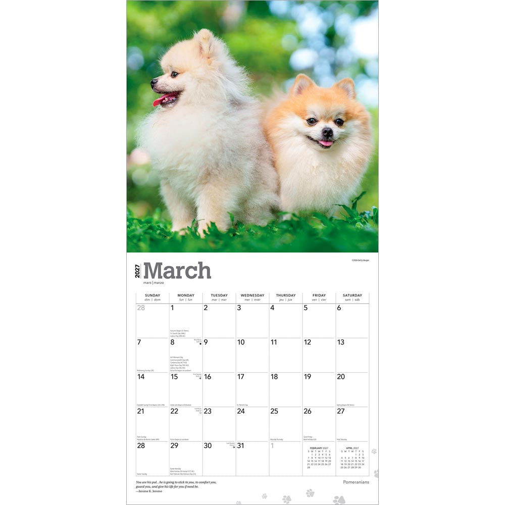 Pomeranians | 2027 12 x 24 Inch (Hanging) Monthly Square Wall Calendar
