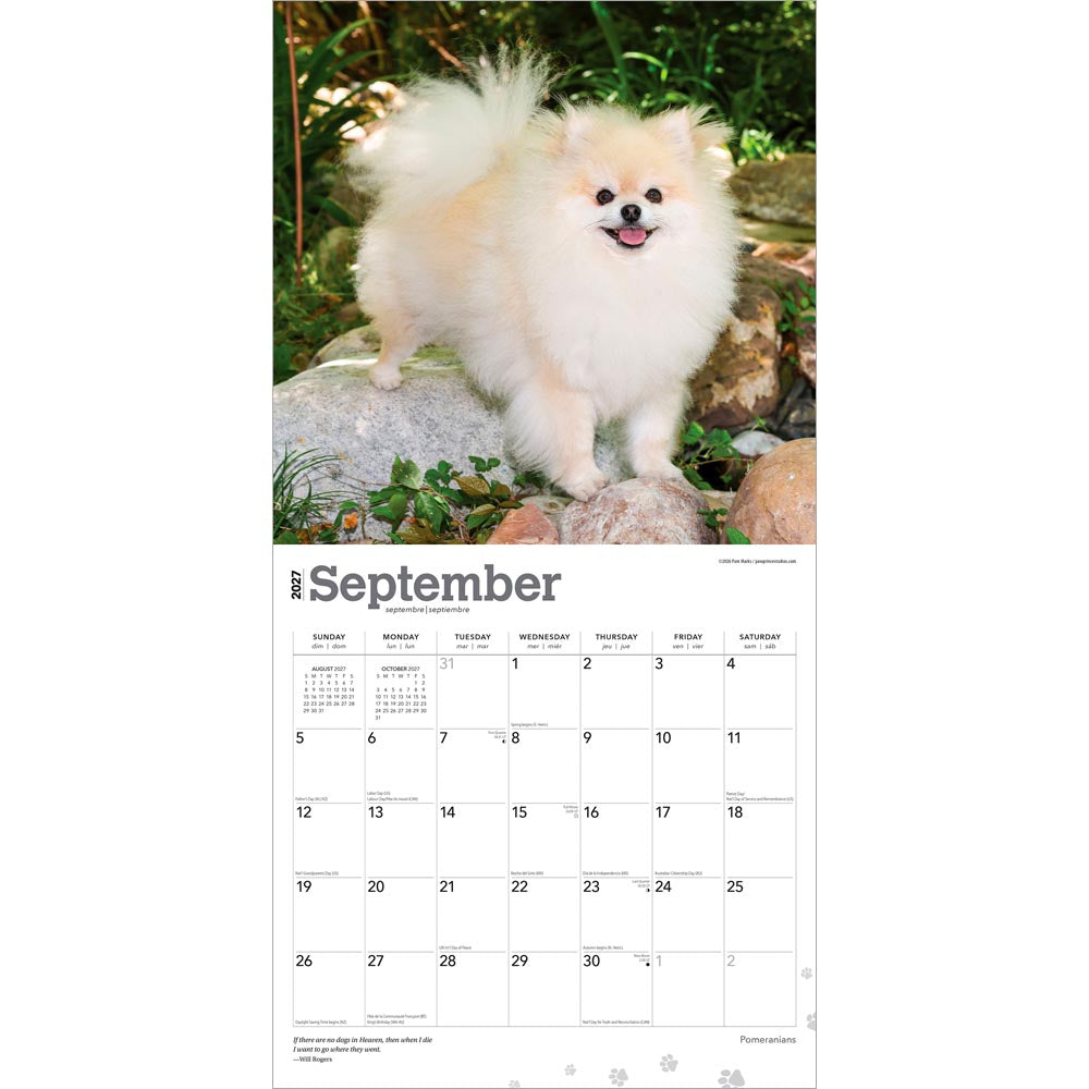 Pomeranians | 2027 12 x 24 Inch (Hanging) Monthly Square Wall Calendar