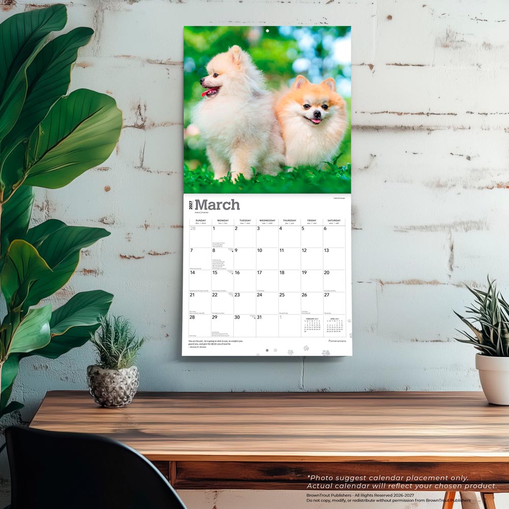 Pomeranians | 2027 12 x 24 Inch (Hanging) Monthly Square Wall Calendar
