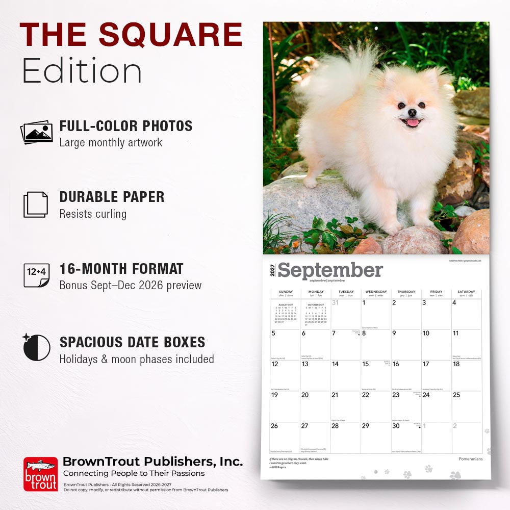 Pomeranians | 2027 12 x 24 Inch (Hanging) Monthly Square Wall Calendar