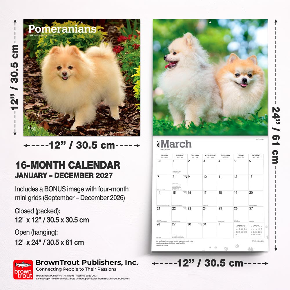 Pomeranians | 2027 12 x 24 Inch (Hanging) Monthly Square Wall Calendar