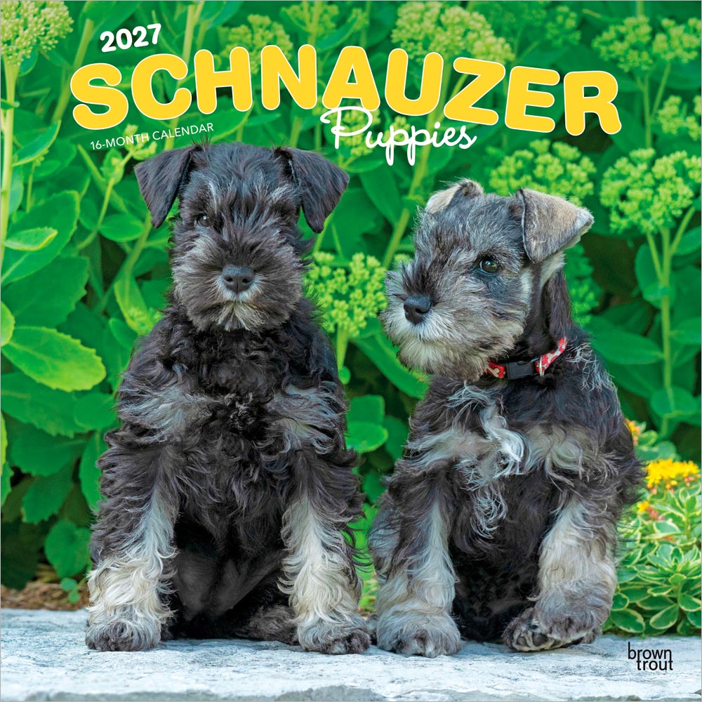 Schnauzer Puppies | 2027 12 x 24 Inch (Hanging) Monthly Square Wall Calendar