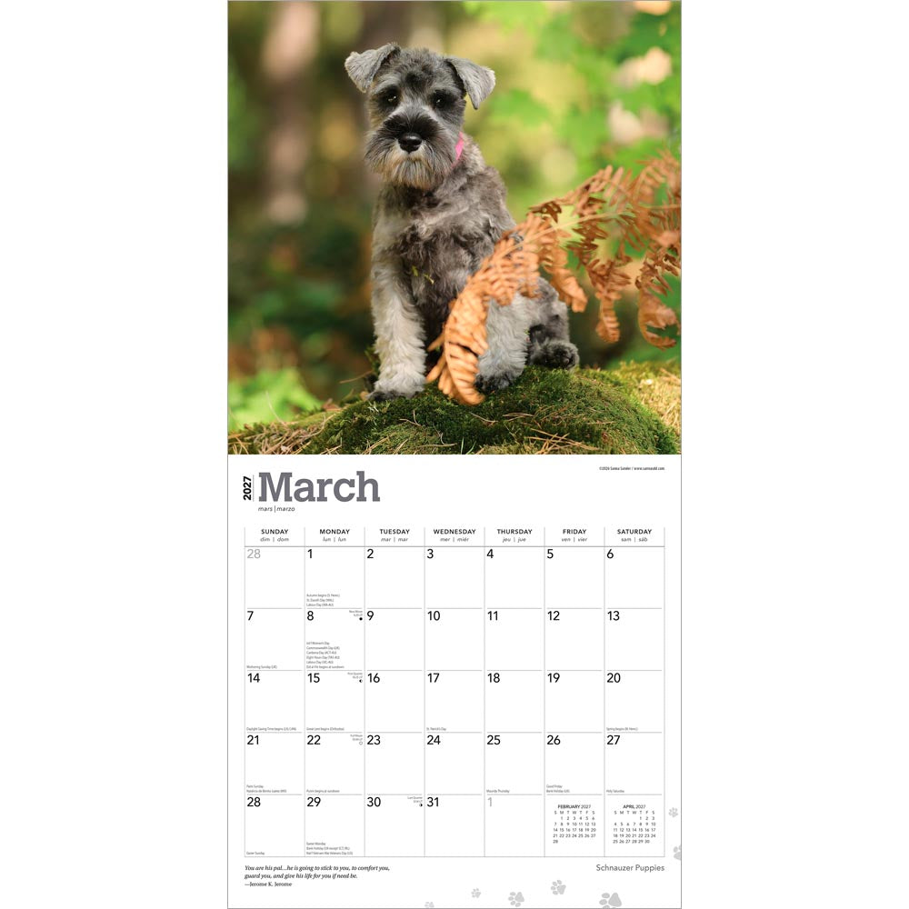 Schnauzer Puppies | 2027 12 x 24 Inch (Hanging) Monthly Square Wall Calendar