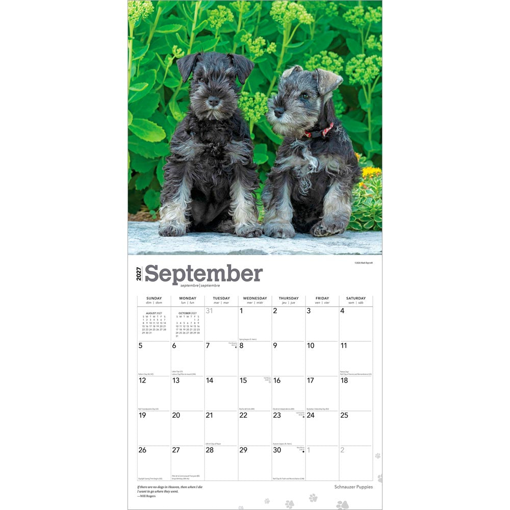 Schnauzer Puppies | 2027 12 x 24 Inch (Hanging) Monthly Square Wall Calendar