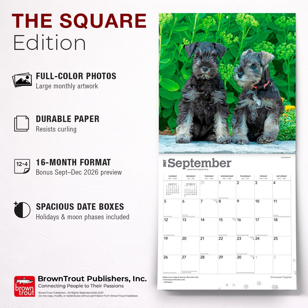 Schnauzer Puppies | 2027 12 x 24 Inch (Hanging) Monthly Square Wall Calendar