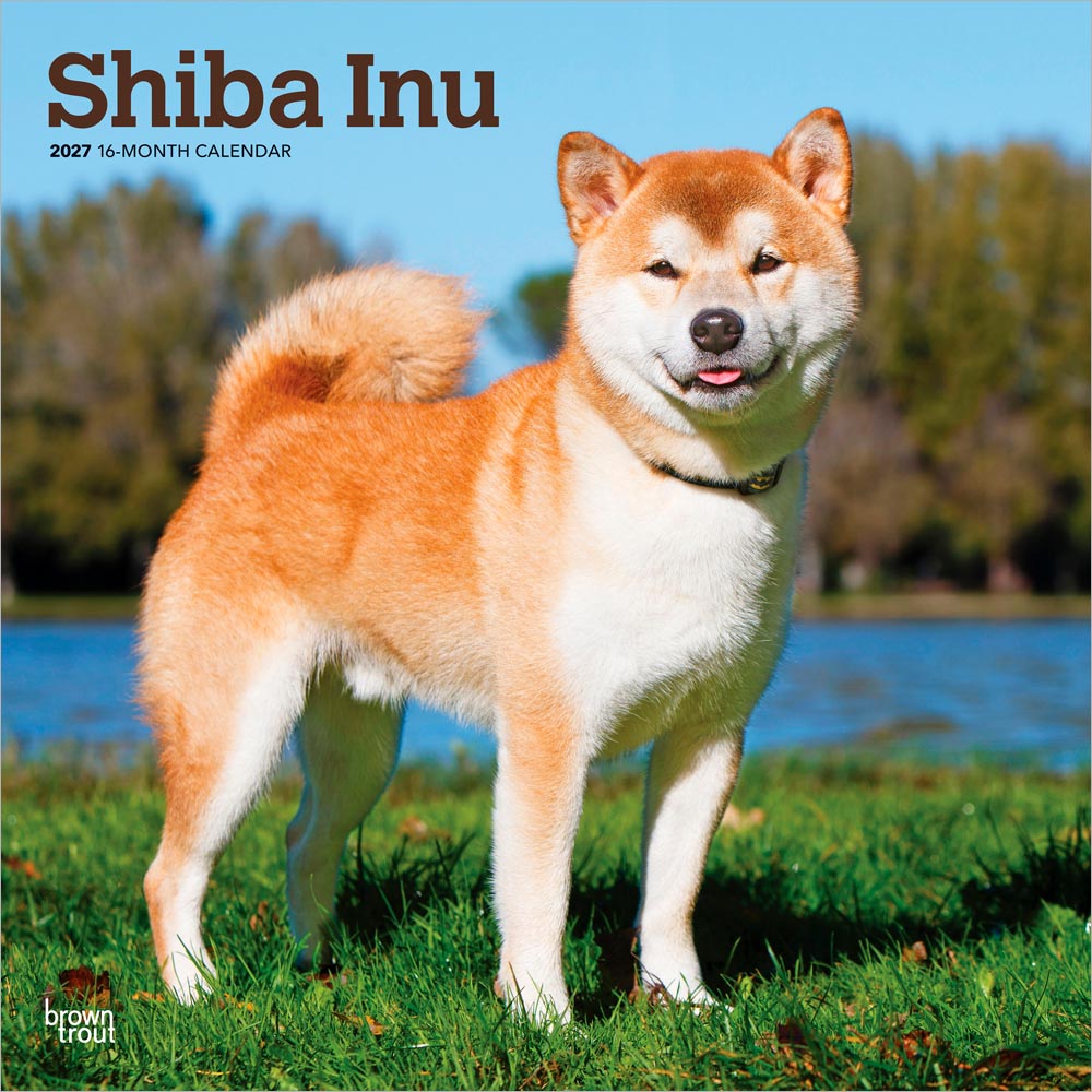 Shiba Inu | 2027 12 x 24 Inch (Hanging) Monthly Square Wall Calendar