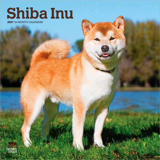 Shiba Inu | 2027 12 x 24 Inch (Hanging) Monthly Square Wall Calendar
