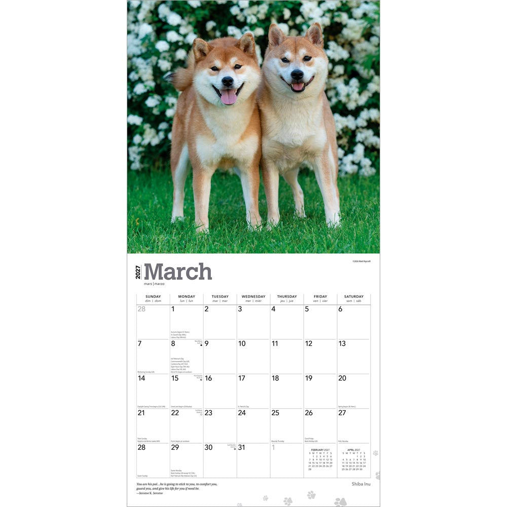 Shiba Inu | 2027 12 x 24 Inch (Hanging) Monthly Square Wall Calendar