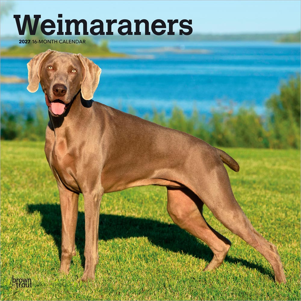 Weimaraners | 2027 12 x 24 Inch (Hanging) Monthly Square Wall Calendar