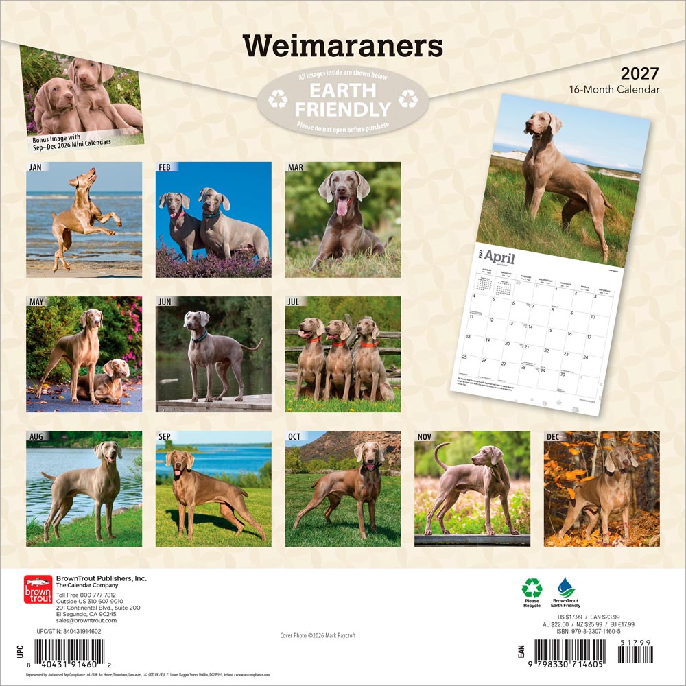 Weimaraners | 2027 12 x 24 Inch (Hanging) Monthly Square Wall Calendar