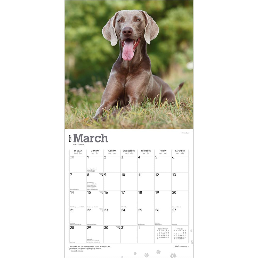 Weimaraners | 2027 12 x 24 Inch (Hanging) Monthly Square Wall Calendar