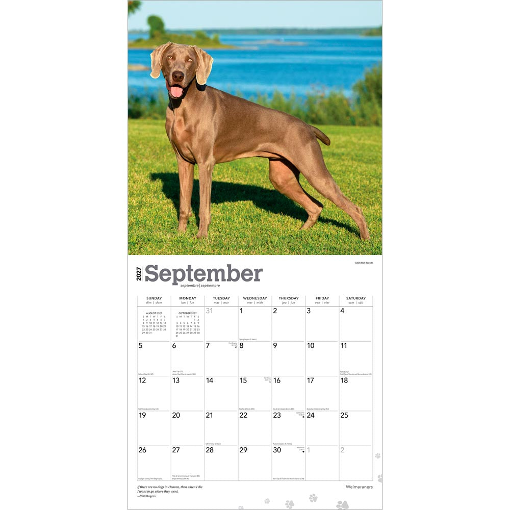 Weimaraners | 2027 12 x 24 Inch (Hanging) Monthly Square Wall Calendar