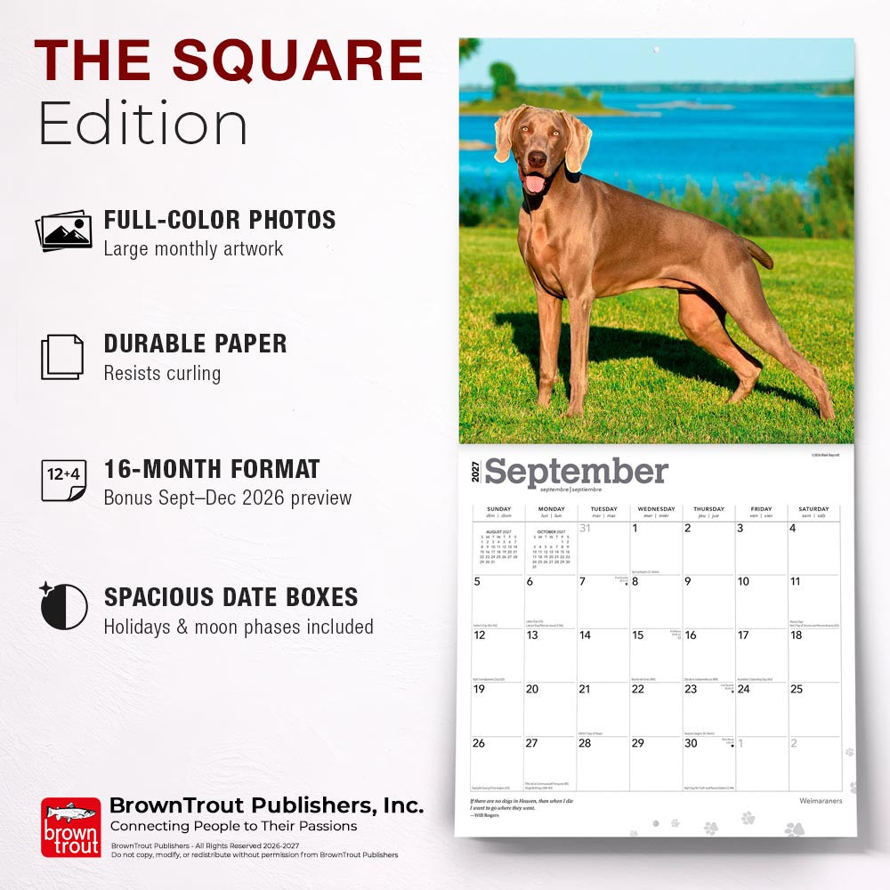 Weimaraners | 2027 12 x 24 Inch (Hanging) Monthly Square Wall Calendar
