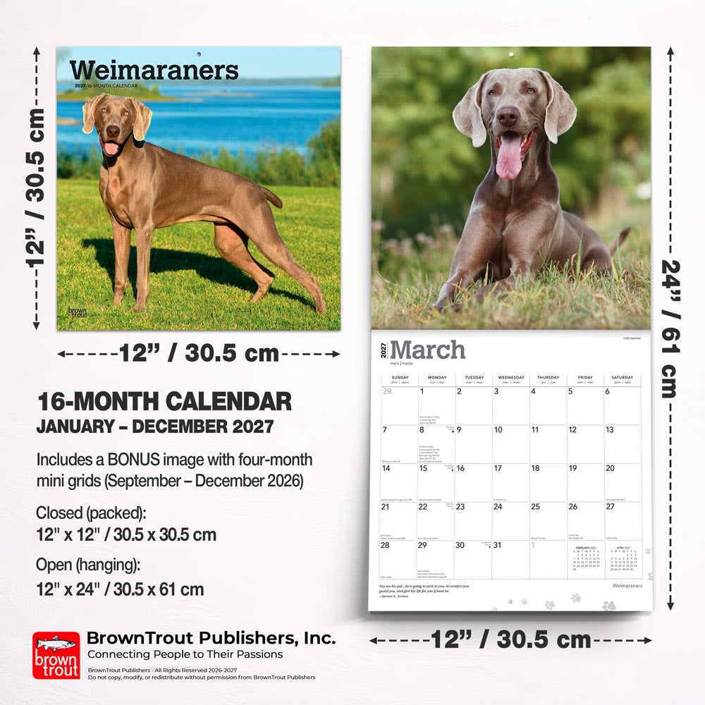 Weimaraners | 2027 12 x 24 Inch (Hanging) Monthly Square Wall Calendar