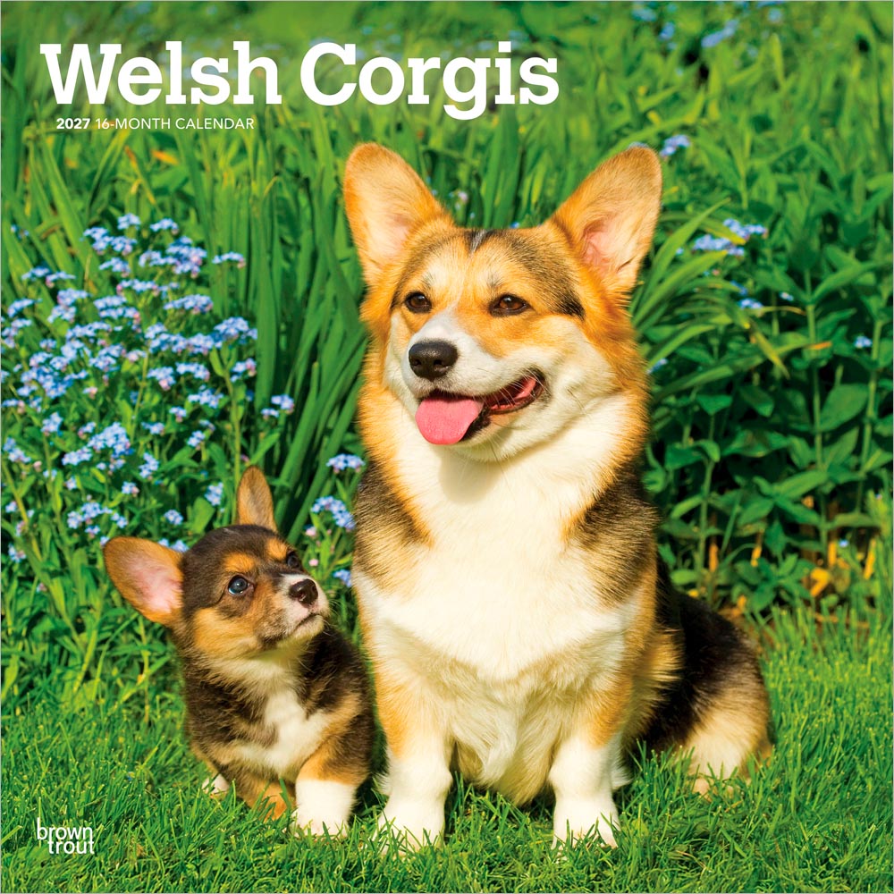 Welsh Corgis | 2027 12 x 24 Inch (Hanging) Monthly Square Wall Calendar