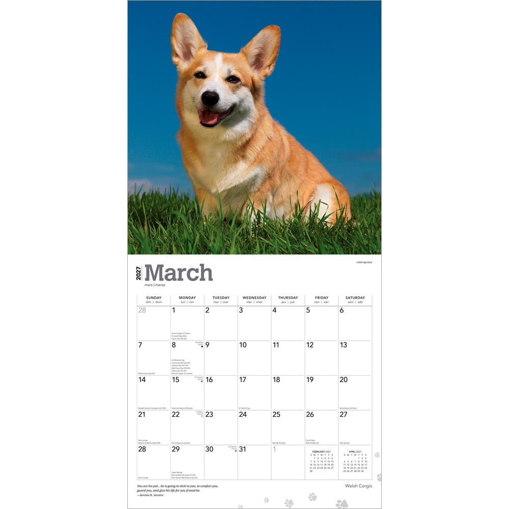 Welsh Corgis | 2027 12 x 24 Inch (Hanging) Monthly Square Wall Calendar