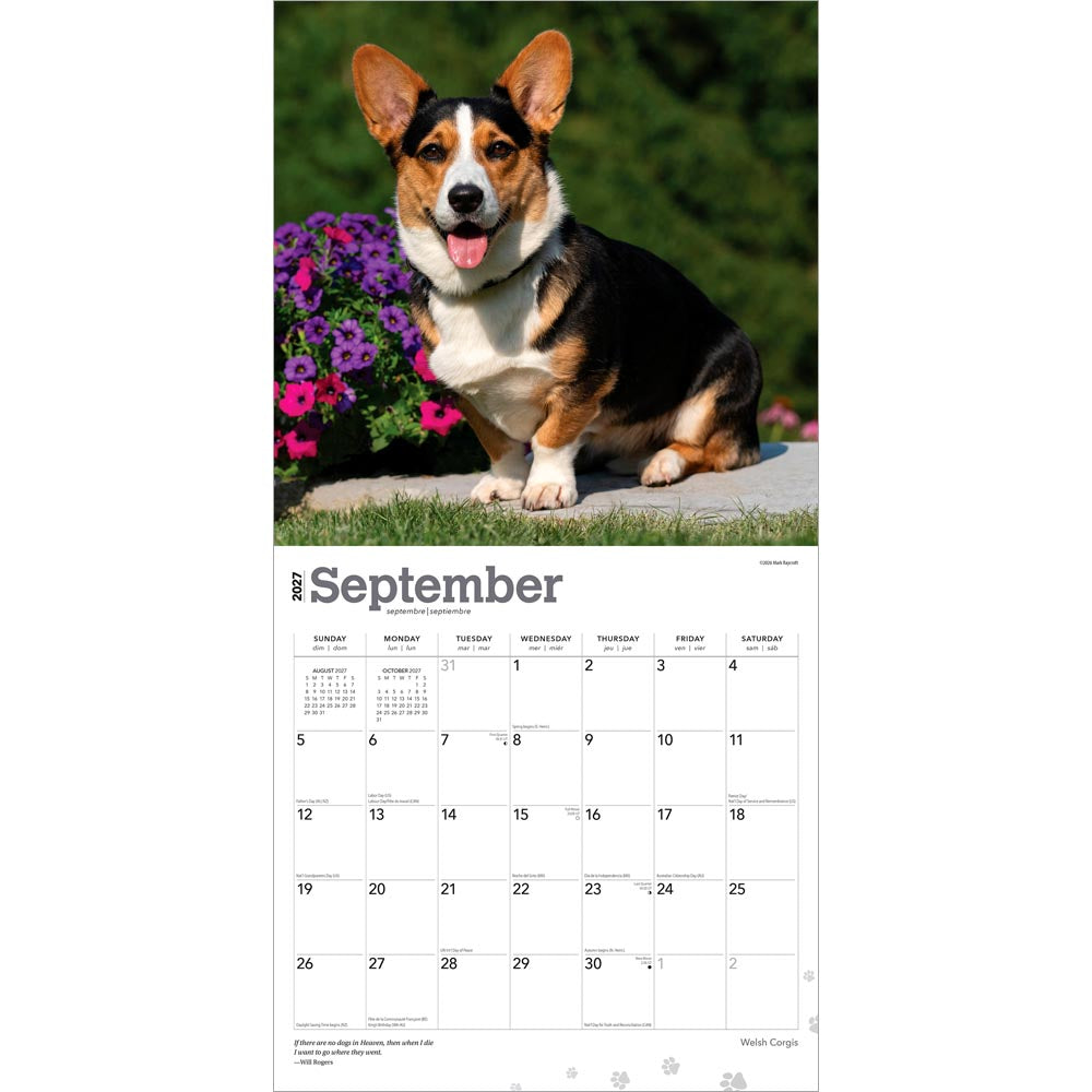 Welsh Corgis | 2027 12 x 24 Inch (Hanging) Monthly Square Wall Calendar