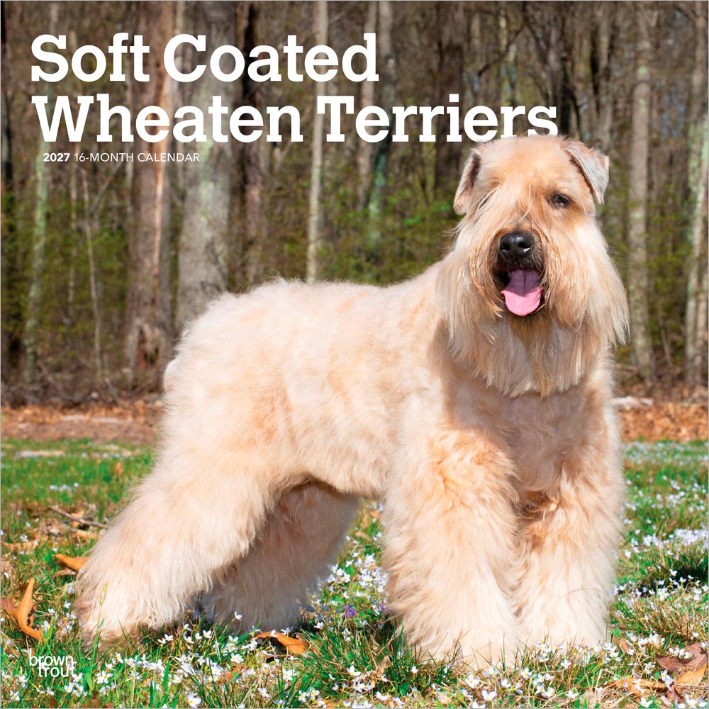 Soft Coated Wheaten Terriers | 2027 12 x 24 Inch (Hanging) Monthly Square Wall Calendar