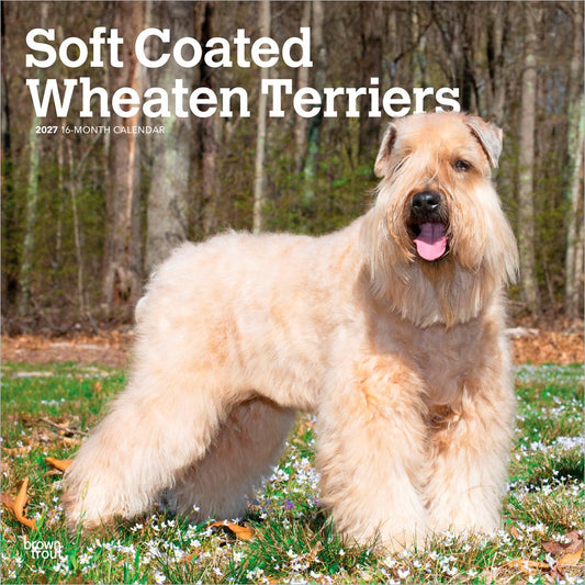 Soft Coated Wheaten Terriers | 2027 12 x 24 Inch (Hanging) Monthly Square Wall Calendar