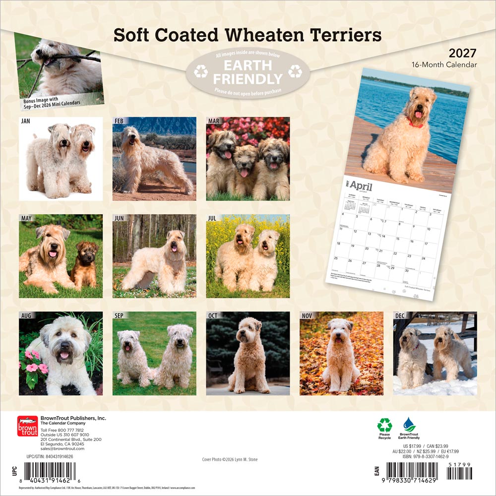 Soft Coated Wheaten Terriers | 2027 12 x 24 Inch (Hanging) Monthly Square Wall Calendar