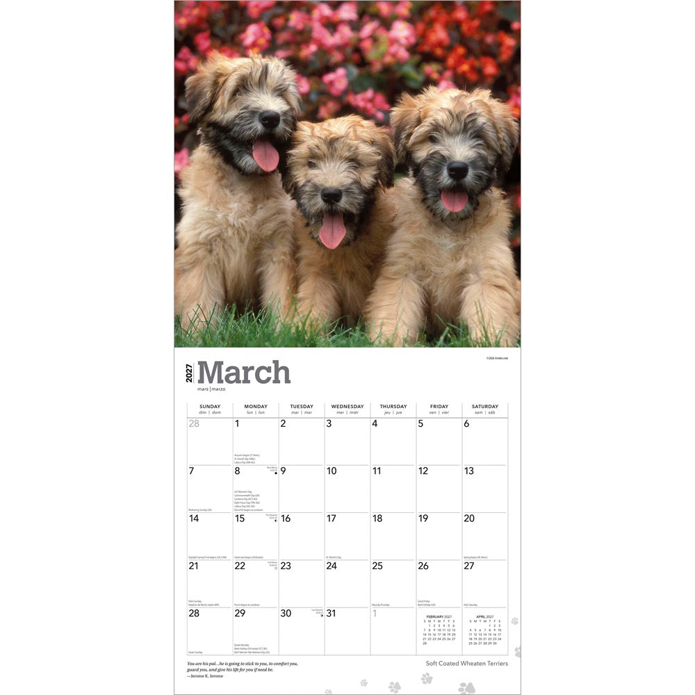 Soft Coated Wheaten Terriers | 2027 12 x 24 Inch (Hanging) Monthly Square Wall Calendar
