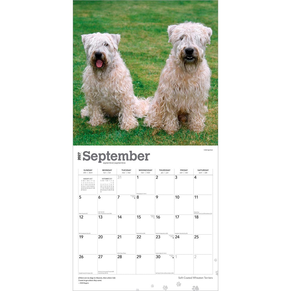 Soft Coated Wheaten Terriers | 2027 12 x 24 Inch (Hanging) Monthly Square Wall Calendar