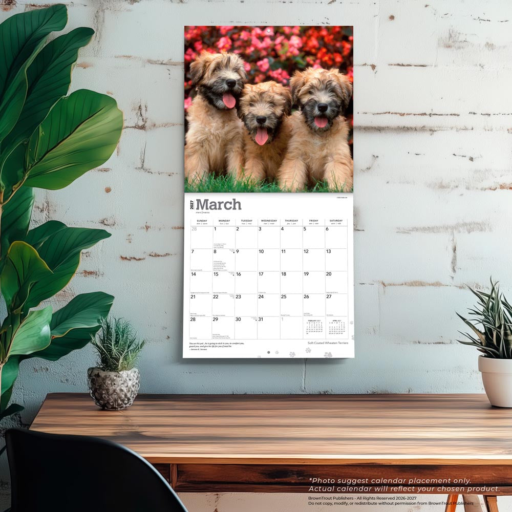 Soft Coated Wheaten Terriers | 2027 12 x 24 Inch (Hanging) Monthly Square Wall Calendar