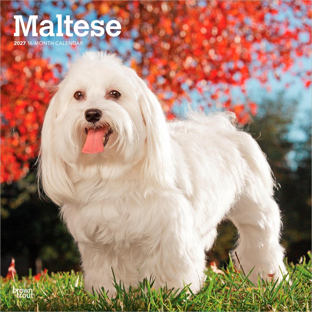 Maltese | 2027 12 x 24 Inch (Hanging) Monthly Square Wall Calendar
