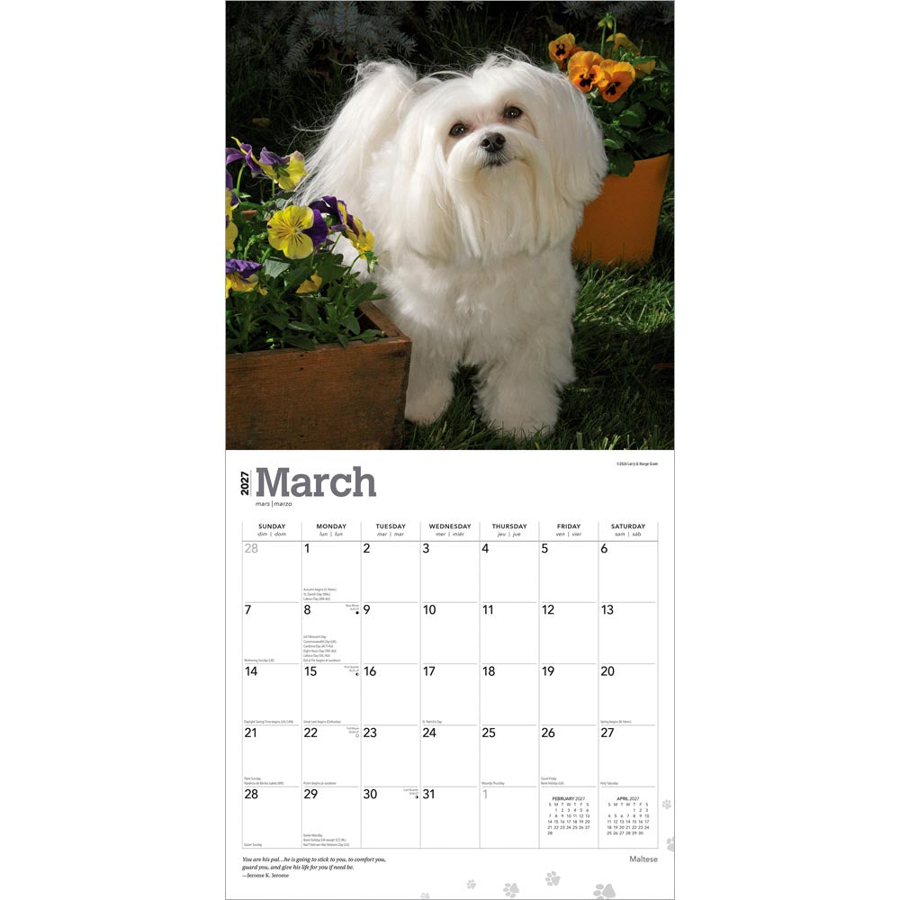 Maltese | 2027 12 x 24 Inch (Hanging) Monthly Square Wall Calendar