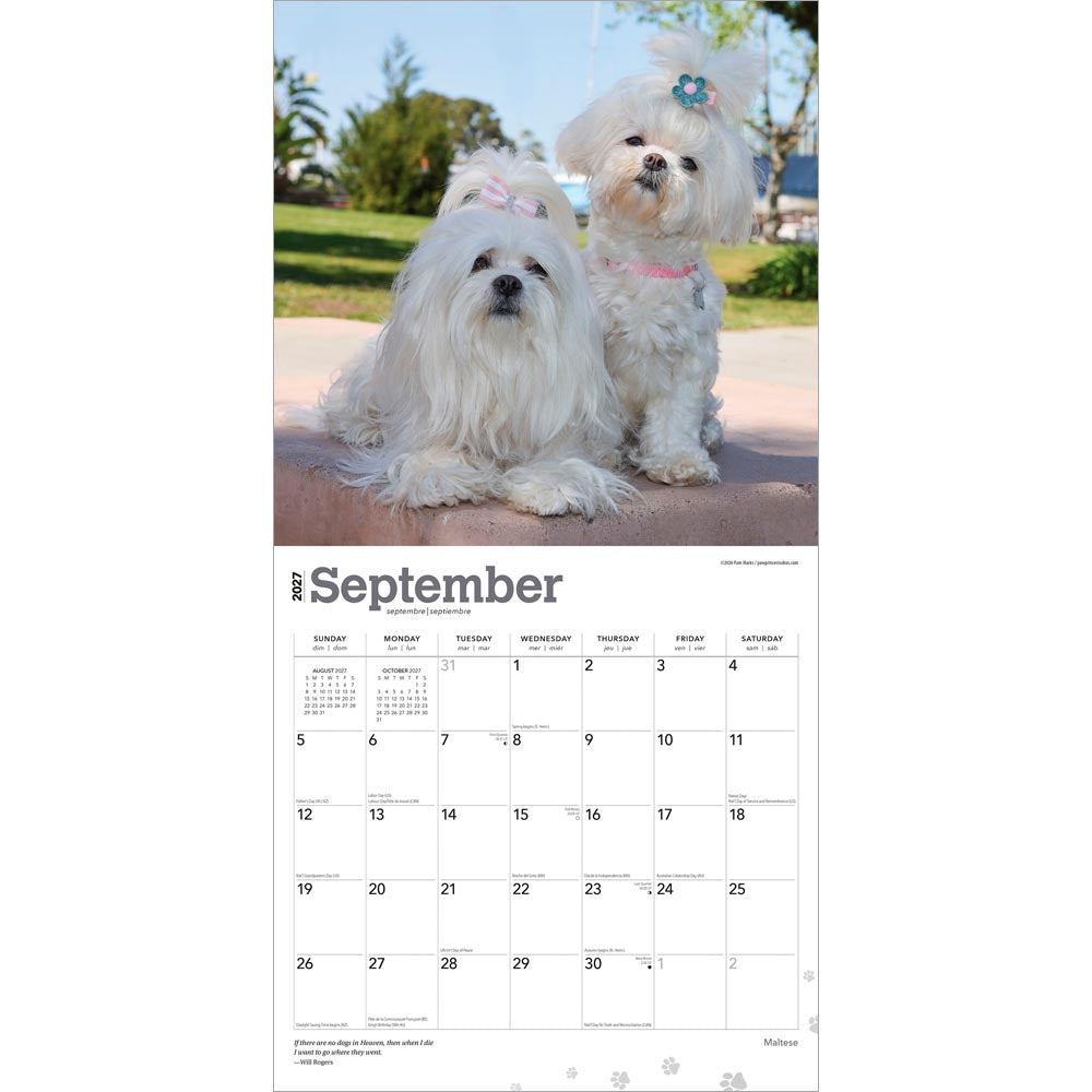 Maltese | 2027 12 x 24 Inch (Hanging) Monthly Square Wall Calendar