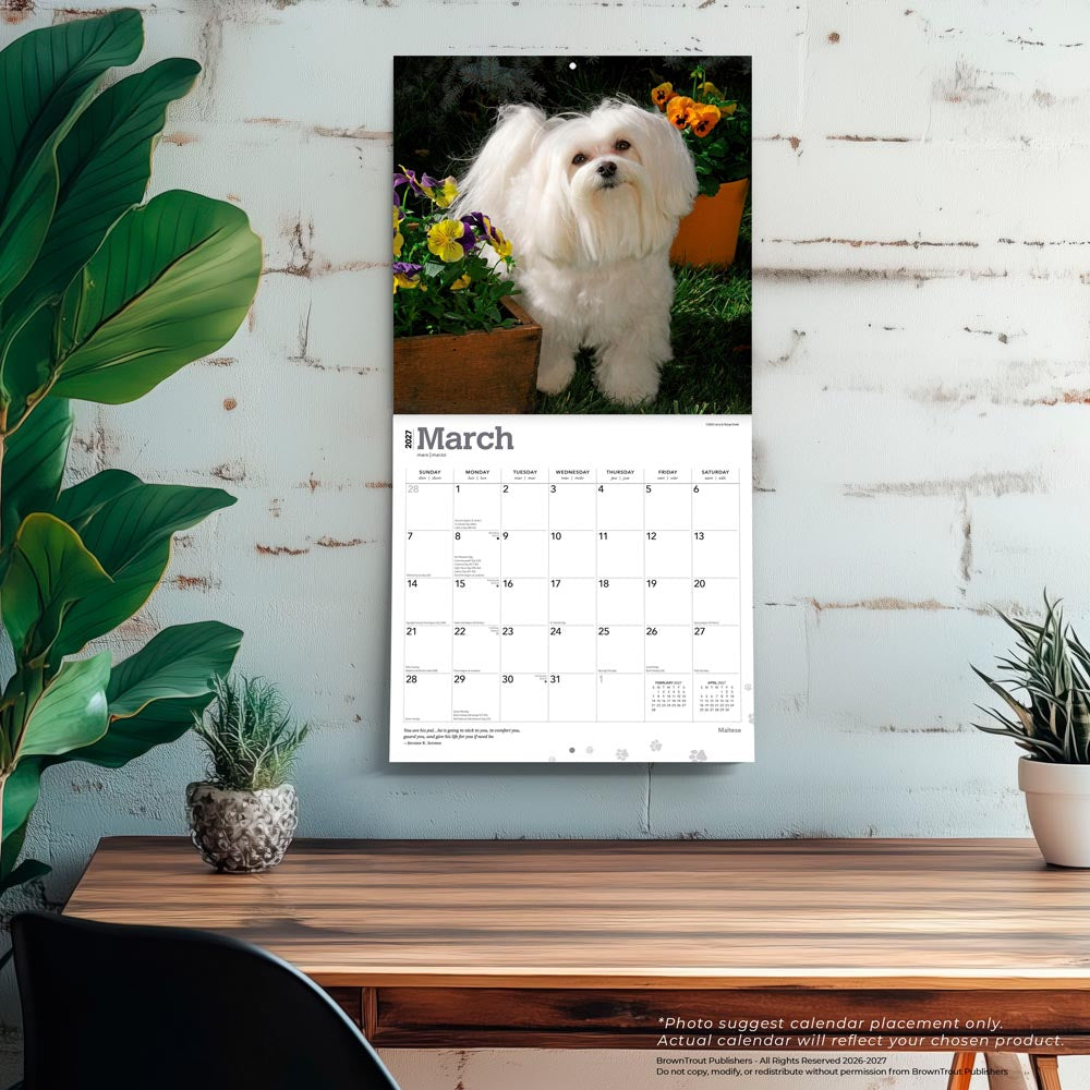 Maltese | 2027 12 x 24 Inch (Hanging) Monthly Square Wall Calendar
