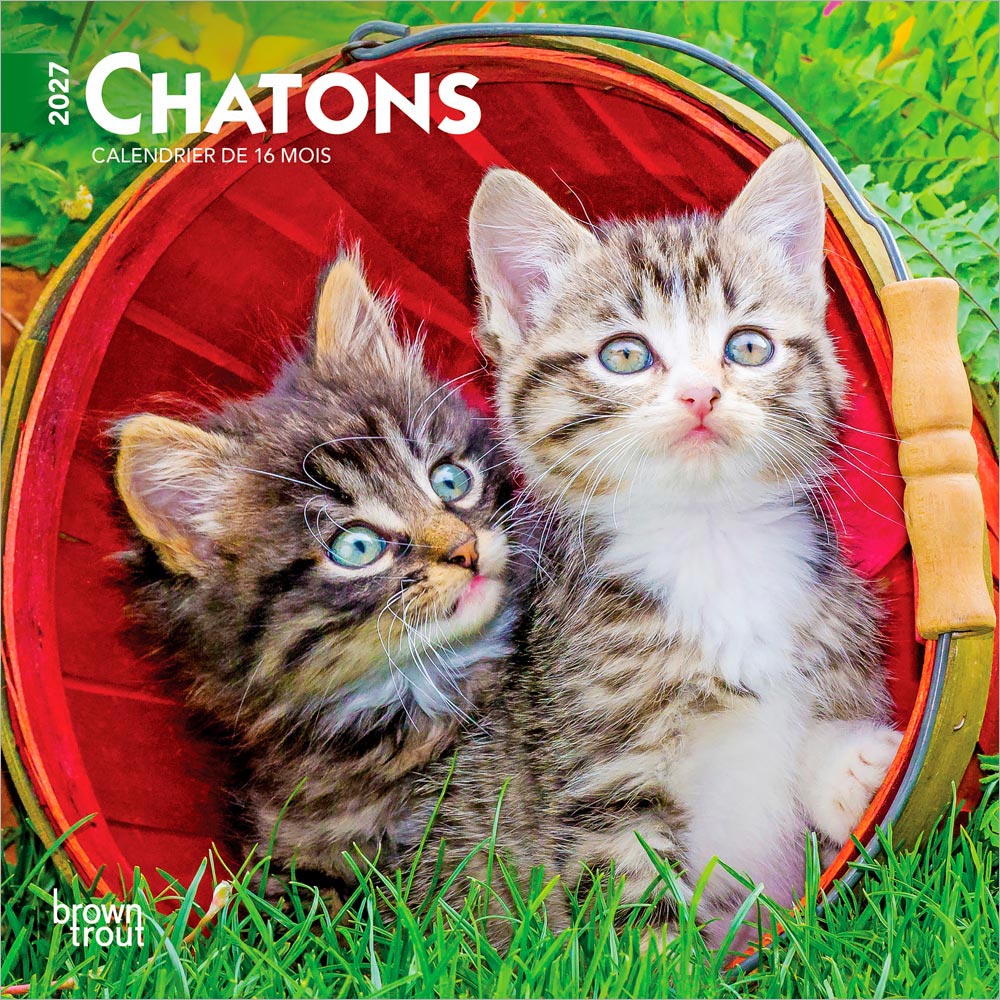 Chatons | 2027 7 x 14 Inch (Hanging) Monthly Mini Wall Calendar | French Language