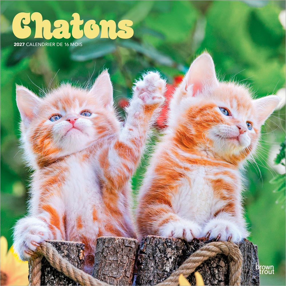 Chatons | 2027 12 x 24 Inch (Hanging) Monthly Square Wall Calendar | French Language